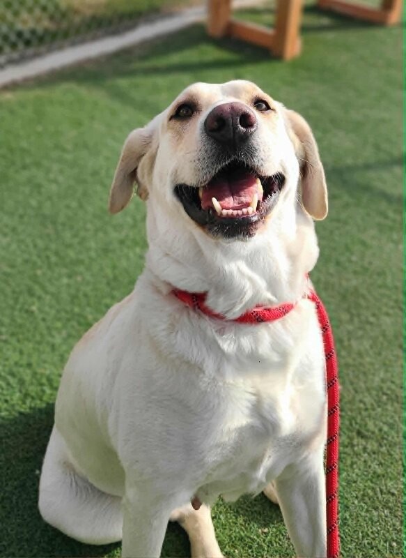 Picture of the Animal Listed